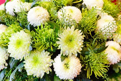 White chrysanthemum flowers bouquet — Stock Photo © wildman #66159088