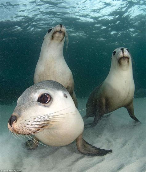 Peter Verhoog captures playful seals posing underwater for photos ...