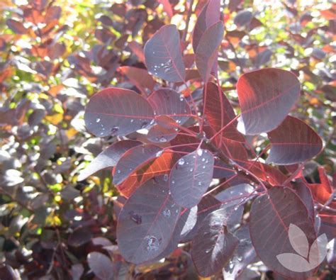 Cotinus coggygria 'Velvet Cloak' - Smoke tree – Trees - Speciality Trees