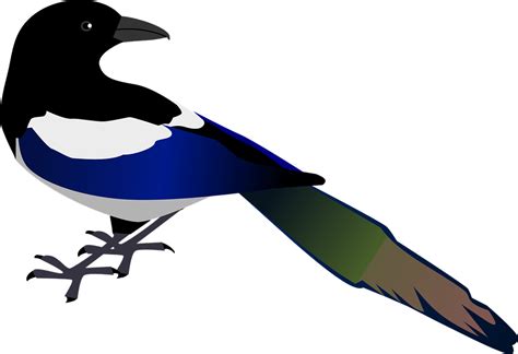 Magpie Bird Wildlife - Free vector graphic on Pixabay