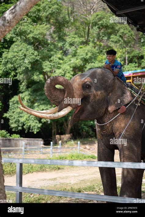 Elephant with mahout. elephant nursery where elephants ride tourists for money. Thailand ...