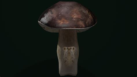 3D Cep Mushroom - TurboSquid 1652476