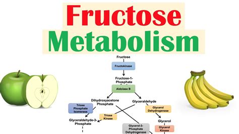 Fructose Metabolism: Absorption, Fructolysis, Regulation and Role in Obesity - YouTube