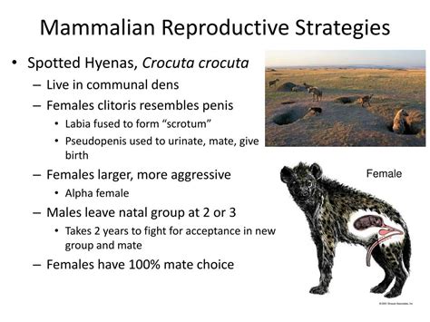 PPT - Reproductive Strategies PowerPoint Presentation, free download ...