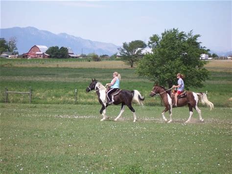 Colorado Gaited Horse Training & Boarding - Pam Henry Gaited Horse ...