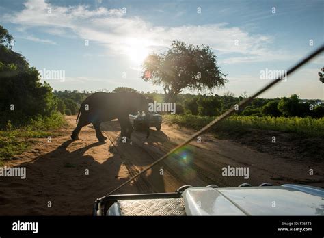 Kasane, Botswana - Chobe National Park Elephant and Safari Vehicles Stock Photo - Alamy