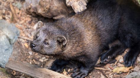 Fishers, the Porcupine-Eating "Weasels" of the Cascades, Are Making a Comeback | Backpacker