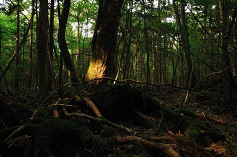 Not a film critic: "Aokigahara: Suicide Forest", 2011