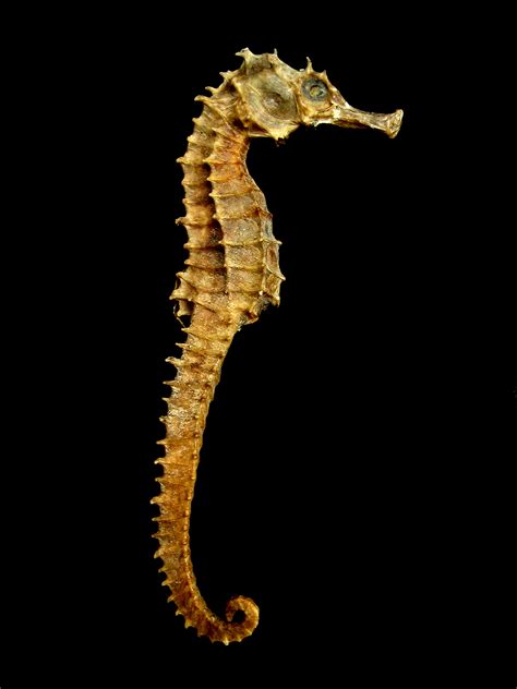File:Seahorse Skeleton Macro 8 - edit.jpg - Wikipedia