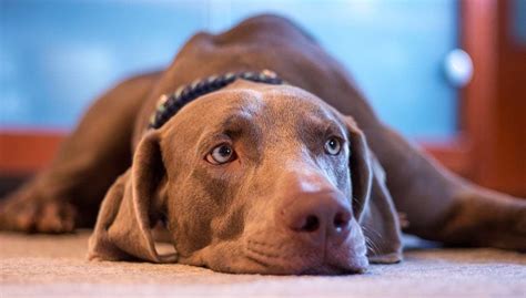 7 Most Common Signs of Anxiety in Dogs and How It Manifests Itself