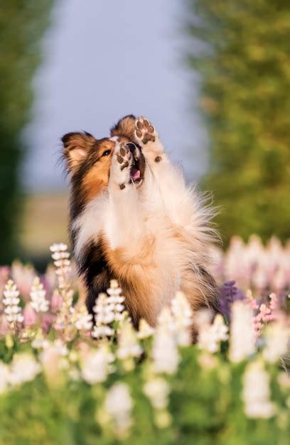 Premium Photo | A dog in a field of flowers