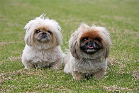 21 Chinese Dog Breeds: Small, Medium, Big Chinese Dogs