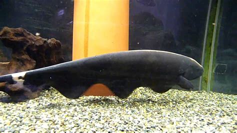 Black Ghost Knife Fish 2 (30cm) - YouTube