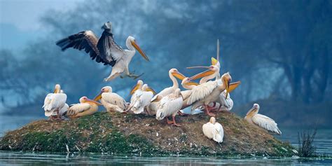 Bharatpur Bird Sanctuary a birding delight 3 hrs drive from Delhi