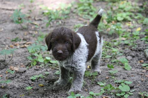 Wirehaired Pointing Griffon | Wired haired pointing griffon puppy ...