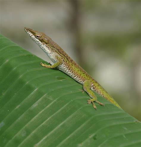 Cuban Green Anole Facts and Pictures