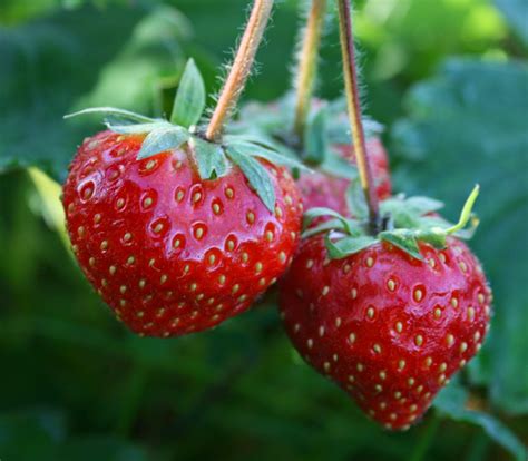 The Fruit Growing Expert: Strawberry varieties for early forcing