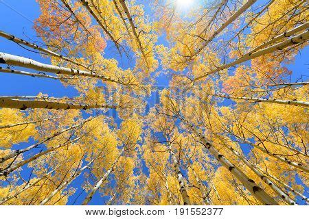 Aspen Tree Fall Image & Photo (Free Trial) | Bigstock