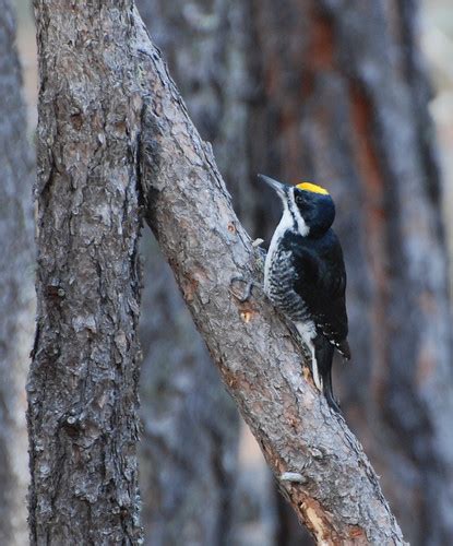 Male Black-backed woodpecker | Photo Credit: Mike Laycock, N… | Flickr