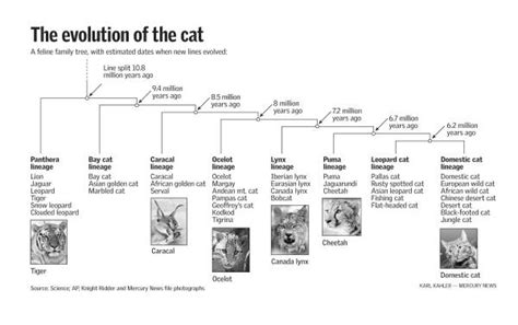 Maria's Science Blog 8B: Evolution of Cats