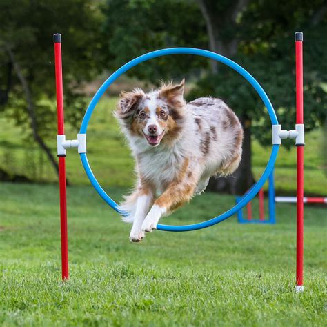 Dogs at Agility Events - Dog photo contest | Photocrowd photo competitions & community site