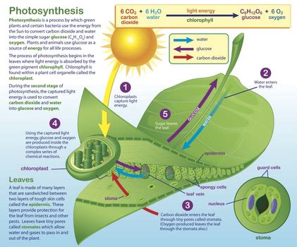 Unit 4: Photosynthesis & Cellular Respiration Ch. 4 | Photosynthesis, Photosynthesis and ...