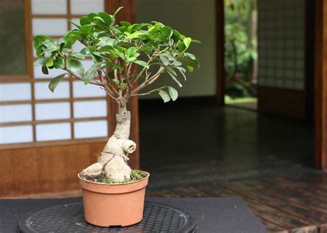 Ginseng Grafted Ficus (Indoor), bonsai tools - okgo.net