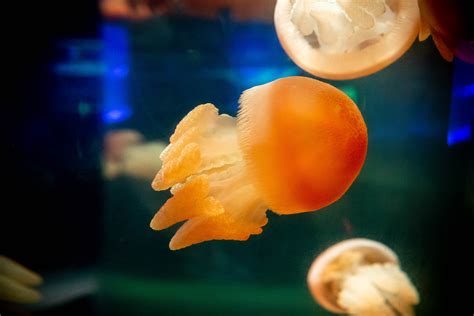 Discover Our Jellyfish Species | SEA LIFE Sydney Aquarium