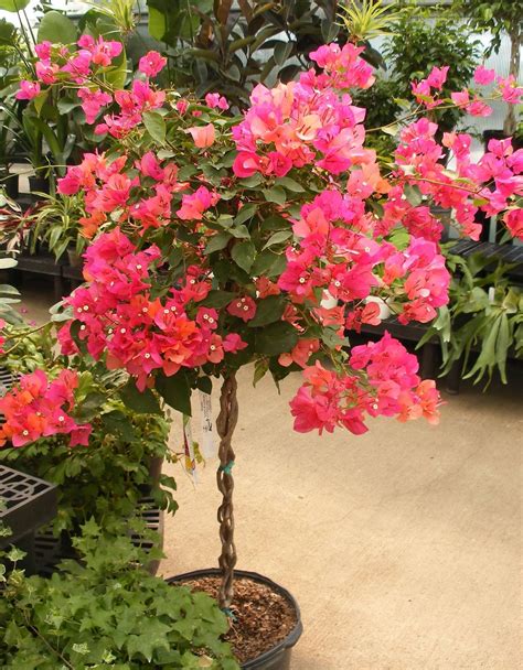 Bougainvillea | Jardín de flores, Plantas jardin, Plantas en maceta