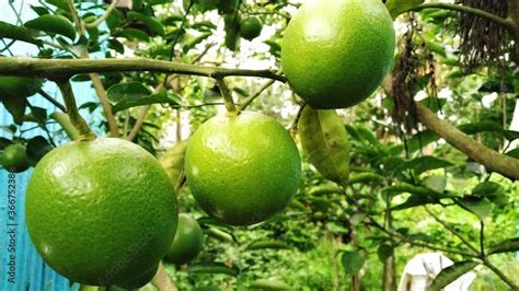 Mosambi is commonly know as ‘sweet lime/sweet lemon’ in English. It is a citrus fruit.Botanical ...