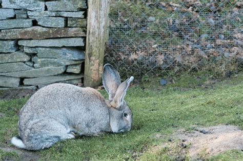 Flemish Giant Rabbit Breeds