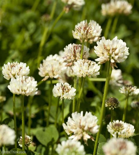 5 Reasons to Let White Clover Grow in Your Lawn - Hobby Farms