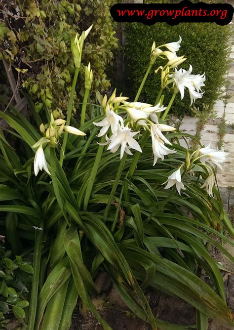 Crinum lily - How to grow & care