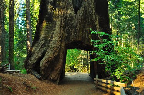 Meet the Oldest Trees in the World, Right Here in the West — Sunset ...