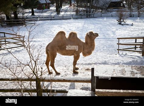 Camel, Nuremberg Zoo, Bavaria, Germay Stock Photo - Alamy