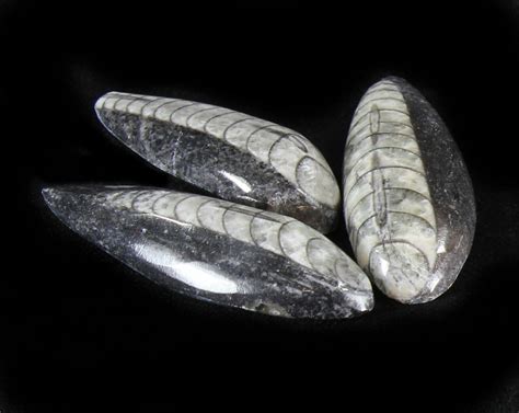 1 1/2 - 2" Polished Orthoceras Fossils - 25 Pieces For Sale - FossilEra.com