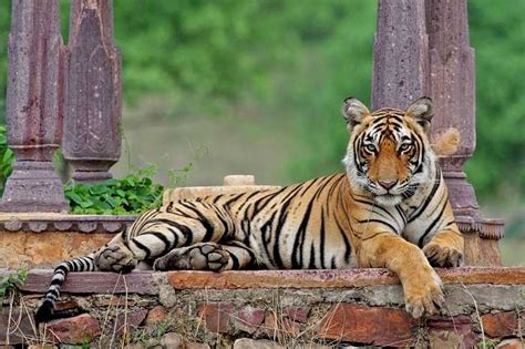 National Animal of India (Royal Bengal Tiger) - An Essay