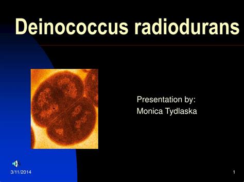 PPT - Deinococcus radiodurans PowerPoint Presentation - ID:248179