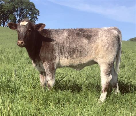 Vol. 8, # 1 Why Are Heritage Shorthorns Becoming Popular Again Around ...