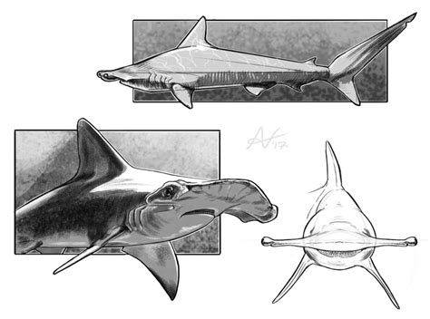 Hammerhead shark Drawing Reference and Sketches for Artists