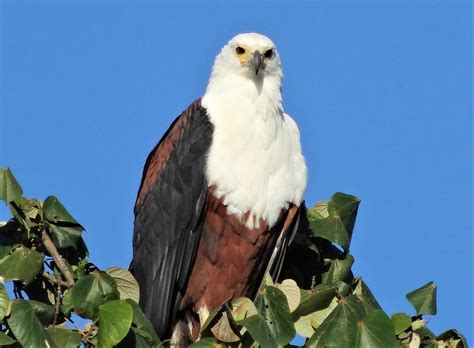 African sea eagle 2 Photograph by Athol KLIEVE - Fine Art America