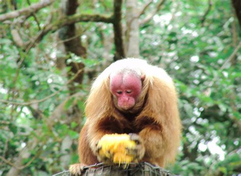 Red Uakari | The Biggest Animals Kingdom