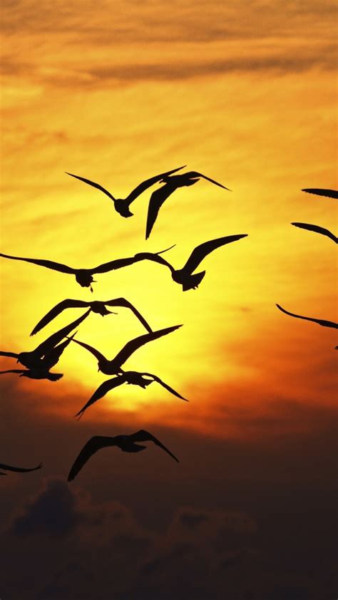 Birds Silhouette at Sunset 5K Wallpapers | HD Wallpapers | ID #29393