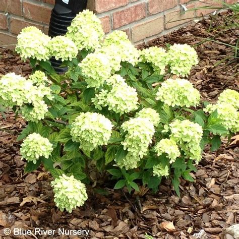 Little Lime Hydrangea is a dwarf version of Limelight Hydrangea which has proven to be an ...