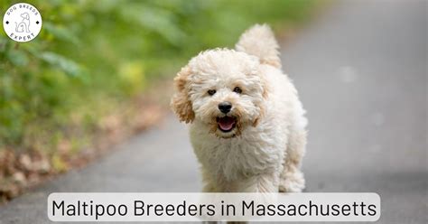 Maltipoo Breeders in Massachusetts | List Of 3 Local Breeders