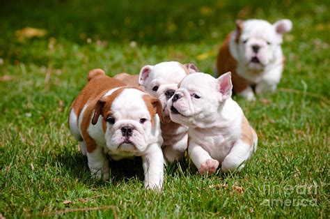 English Bulldog Puppies Playing Outdoors Photograph by Otsphoto - Pixels