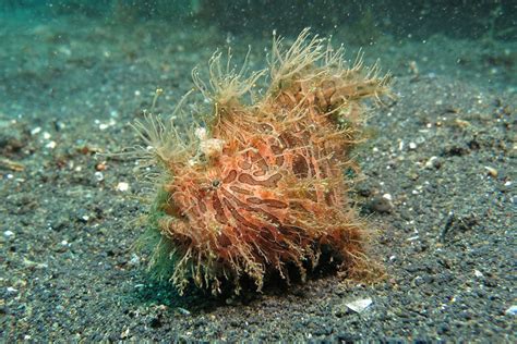 A Guide to the Frogfish of North Sulawesi