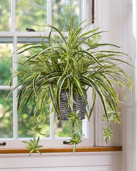 Best Indoor Plant For Very Low Light at Ernest Hope blog