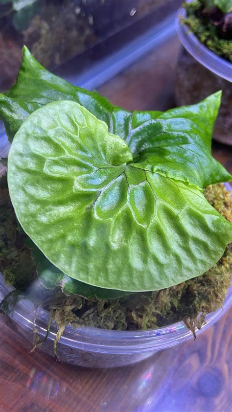 One of my young Madagascar Staghorn Ferns “Platycerium madagascariense” : r/Staghornfern