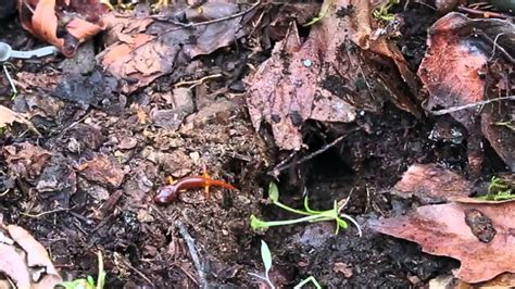 113 - Exploring Micro-Habitats: Life Under Logs (Updated see video#213 ...